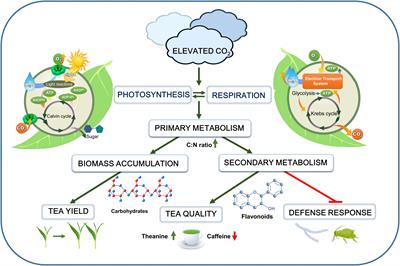 Physiological and Defense Responses of Tea Plants to Elevated CO2: A Review